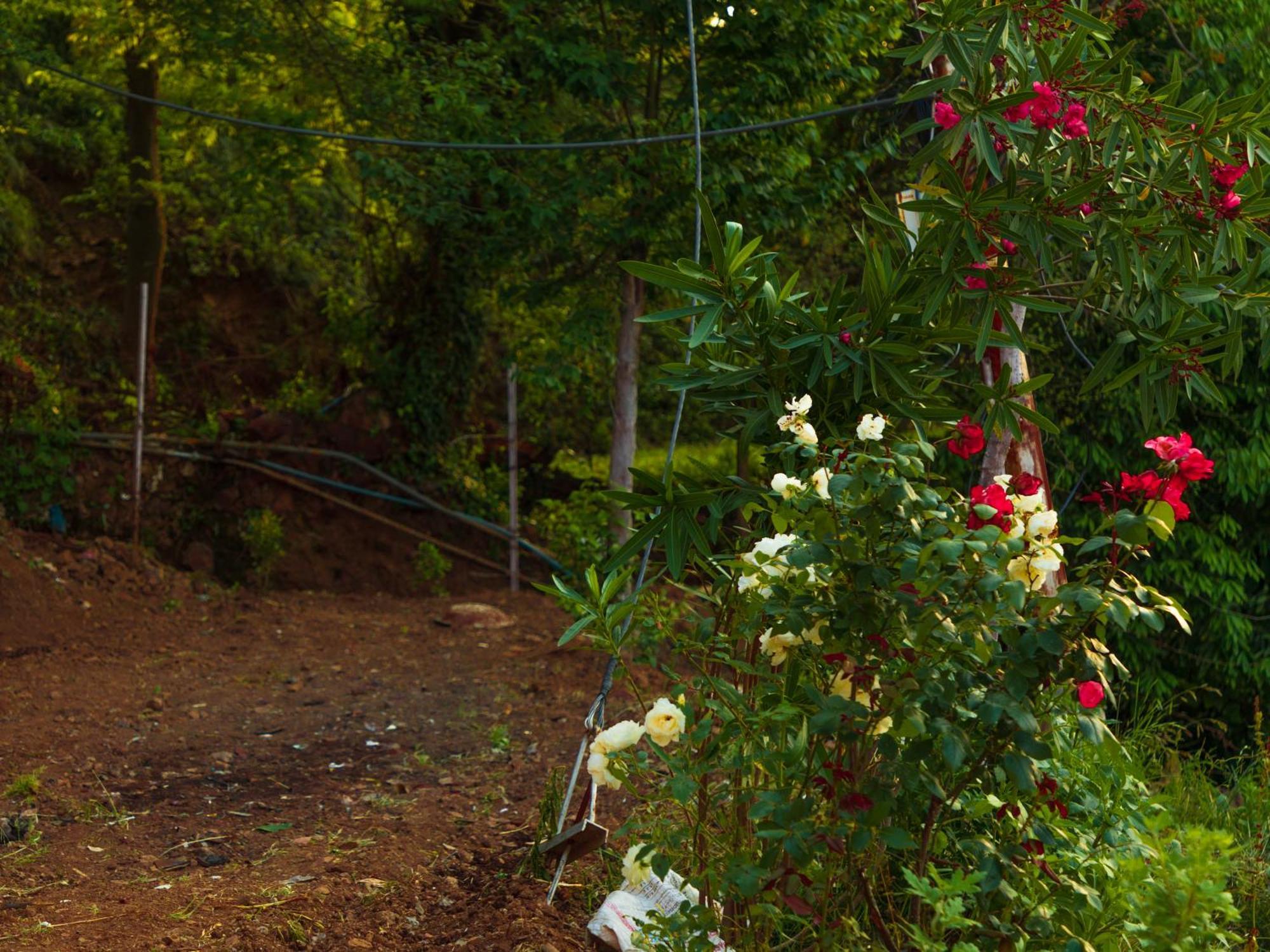 Mohija Homestay Kandaghat ภายนอก รูปภาพ