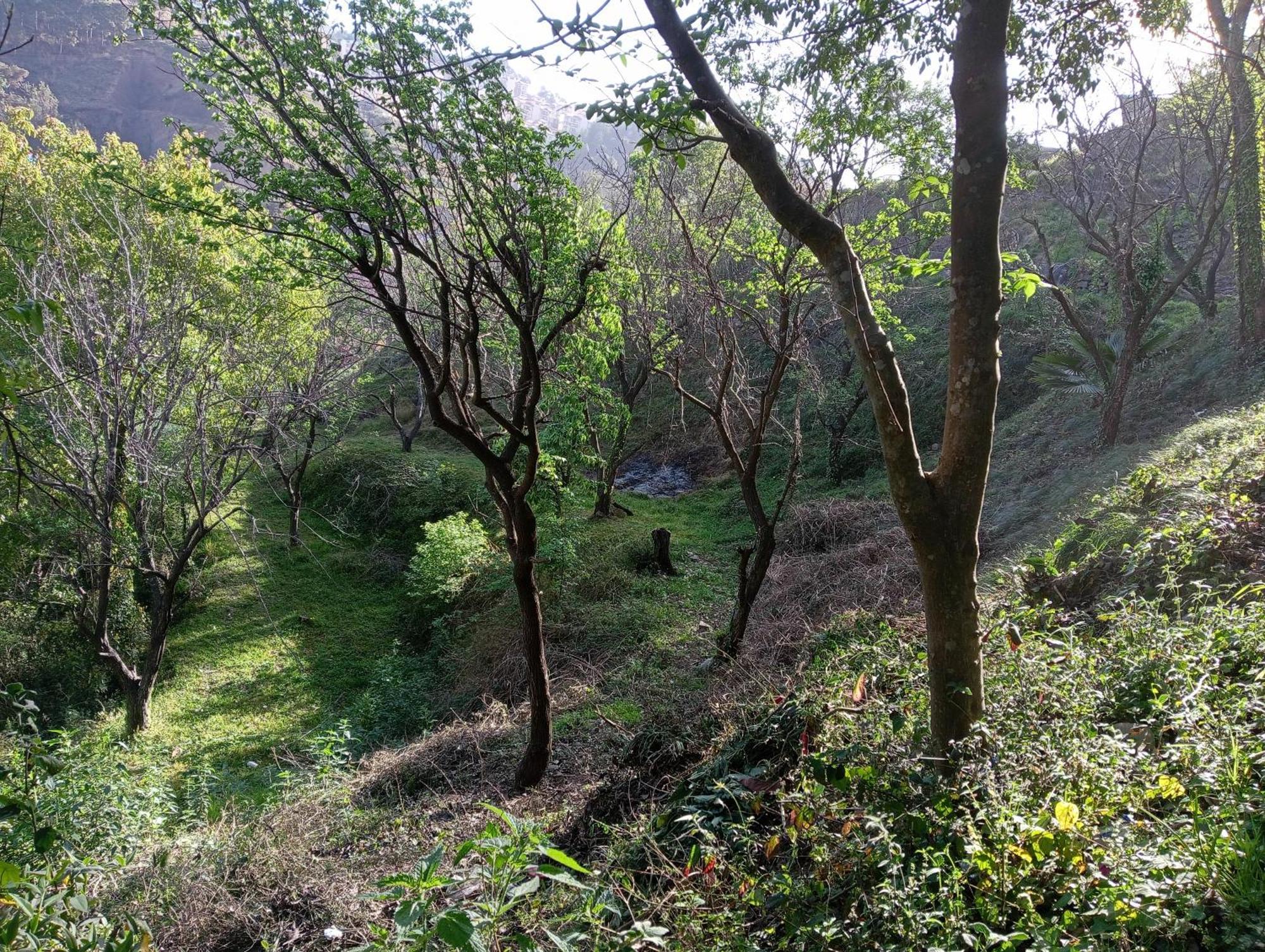 Mohija Homestay Kandaghat ภายนอก รูปภาพ